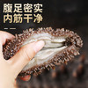 【即食海参】肉质厚实 色泽靓丽 参刺挺拔 品质任您对比! 商品缩略图0