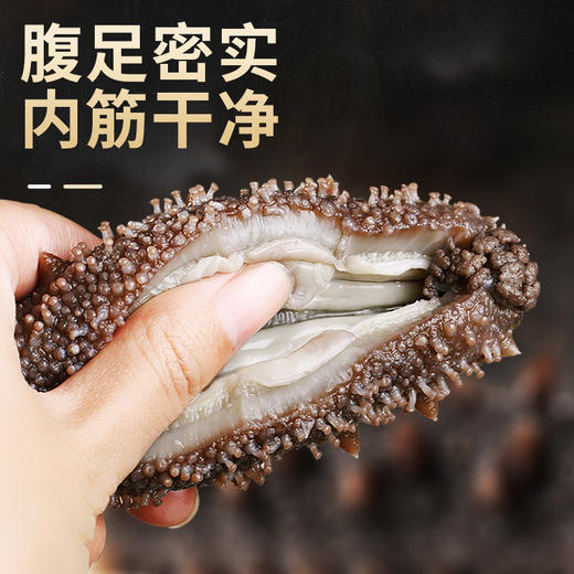 【即食海参】肉质厚实 色泽靓丽 参刺挺拔 品质任您对比! 商品图0