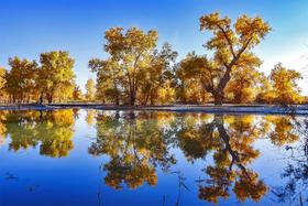 金秋南疆摄影团10—13天：塔里木胡杨、葫芦岛胡杨、温宿大峡谷、喀什古城、慕士塔格峰、白沙湖、盘龙古道、石头城金草滩