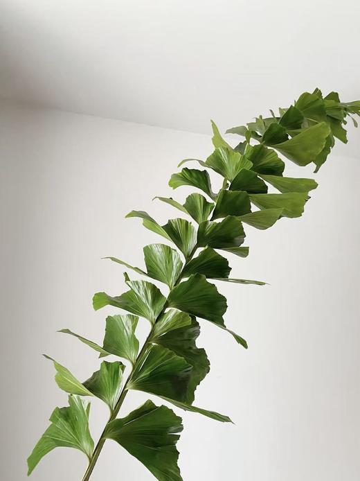 鱼尾叶丨叶材 商品图1