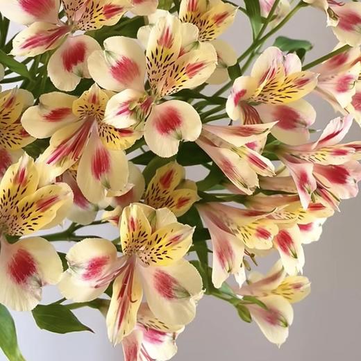 六初花丨猫爪 商品图1