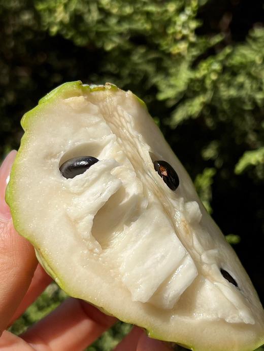 凤梨释迦果 果香浓郁 甜蜜嫩滑 冰淇淋般细腻丝滑 商品图2