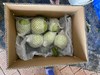 番石榴（白肉珍珠果） 商品缩略图7