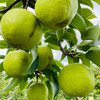 【云南蜂糖梨】顺丰到家 翠绿诱人 果香浓郁 清甜爽口 汁水四溢 4种规格任选 商品缩略图4