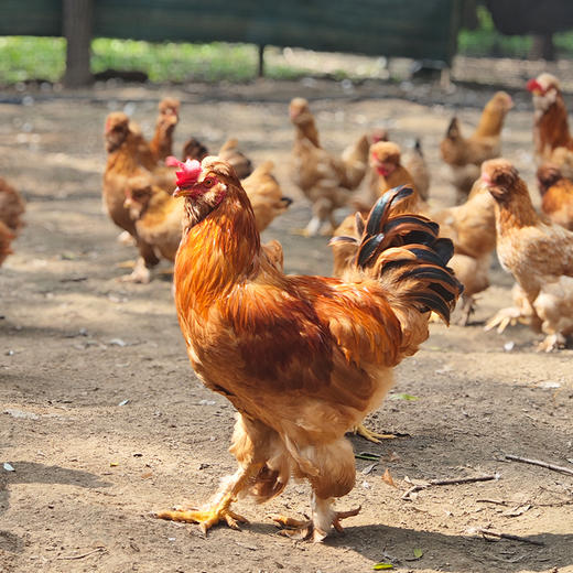 【预定12月19日现杀鲜鸡】散养黑脚大公鸡  纯粮食喂养土鸡 粮食鸡 肉质鲜嫩 适合炒炖 可整鸡可切块 商品图6