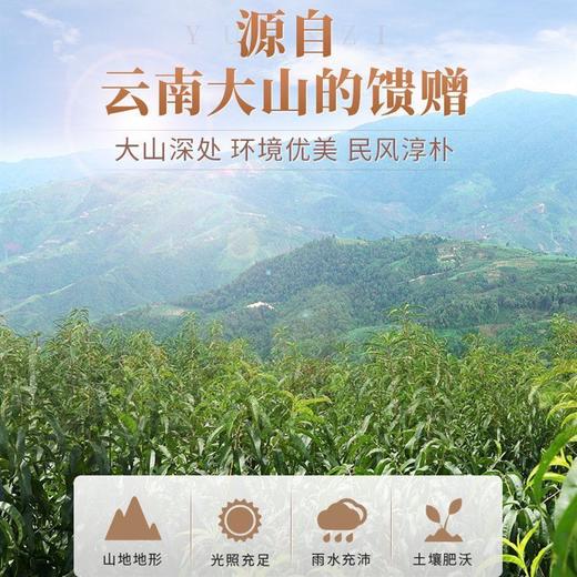 一等级老树桃胶 天然野生无任何处理净重 无任何干燥剂添加 足斤足两 商品图3