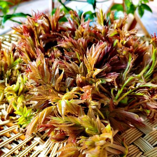 云南梓盟有机甜菜根 有机六无标准应季蔬菜组合【顺丰/京东快递】 商品图11