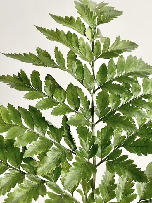 高山羊齿丨叶材 商品图0