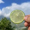 谷风有机香水柠檬  云南红河有机种植当季新鲜采摘水果3斤/5斤装 商品缩略图2