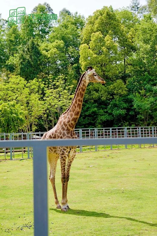 提前2小时购买【黄龙溪欢乐田园】75元起特惠票，100+游乐项目无限畅玩，30+萌宠0距离互动！全家畅玩，就在黄龙溪欢乐田园 商品图3