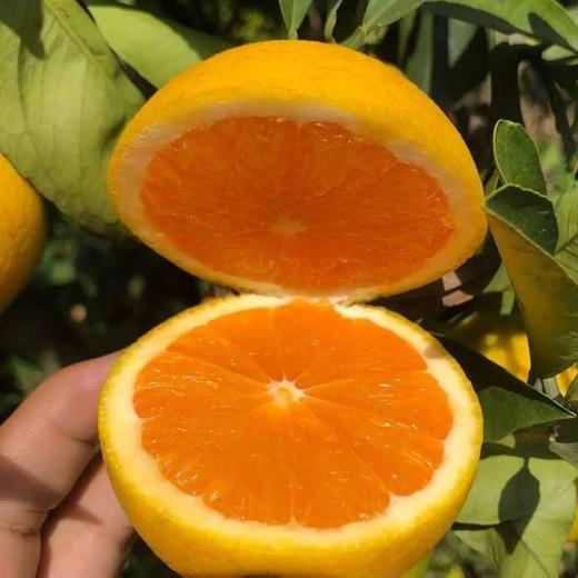 林权橙橙子九月红橙子  生态种植当季新鲜水果大小混装 约9.5斤【京东快递】 商品图0