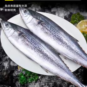 【北海湾鲅鱼】现捕现捞 个大新鲜 精致美味