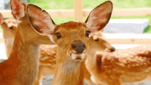 提前2小时购买【黄龙溪欢乐田园】75元起特惠票，100+游乐项目无限畅玩，30+萌宠0距离互动！全家畅玩，就在黄龙溪欢乐田园 商品图6