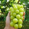 汝蓝有机阳光玫瑰葡萄 有机种植新鲜采摘水果2斤装/3斤装【京东快递】 商品缩略图0