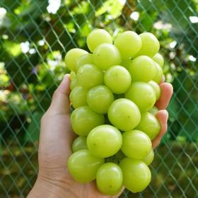 汝蓝有机阳光玫瑰葡萄 有机种植新鲜采摘水果2斤装/3斤装【京东快递】