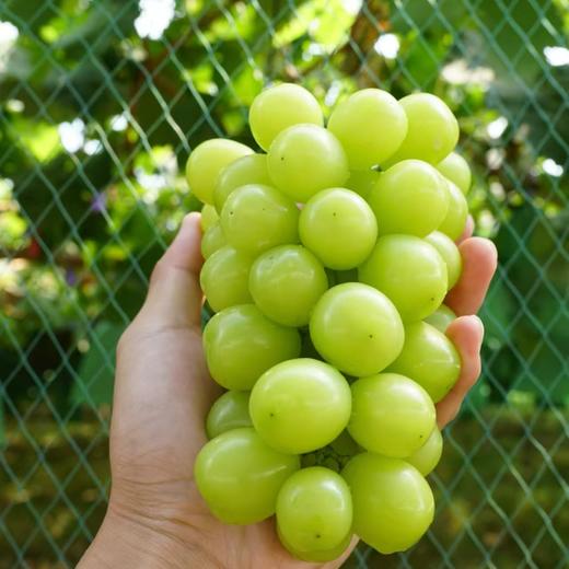 汝蓝有机阳光玫瑰葡萄 有机种植新鲜采摘水果2斤装/3斤装【京东快递】 商品图0
