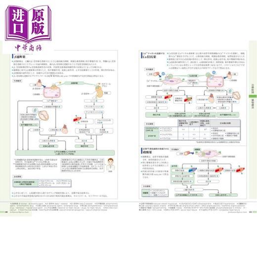 预售 【中商原版】发现病症 vol.2 心脏循环器 日本医学专业留学必备书系列 日文原版日韩 病気がみえる vol.2 循環器 商品图2