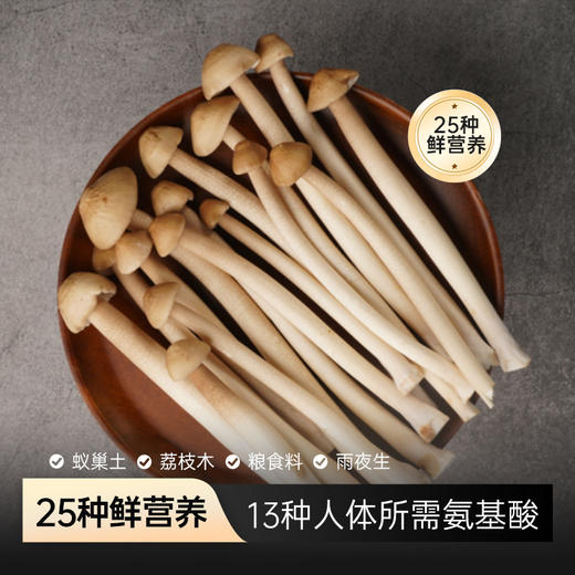 香勤有机荔枝菌 有机种植 250g/盒【顺丰快递】 商品图1