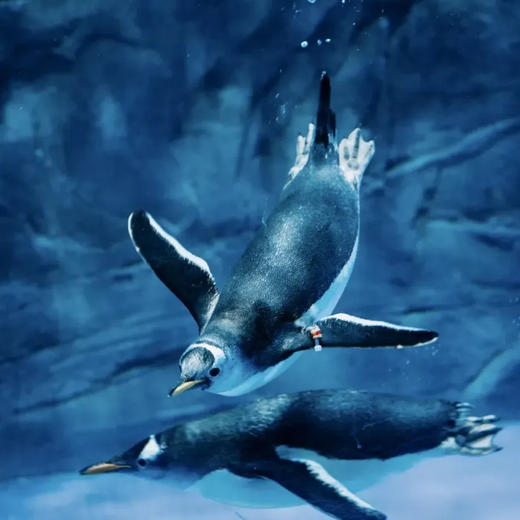 1晚/2晚【苏州太仓ClubMed Urban Oasis】含娱雪/滑雪门票，体验阿尔卑斯雪世界，畅玩城市亲子酒店！ 商品图7