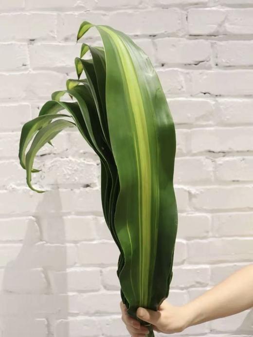 巴西叶丨叶材 商品图1