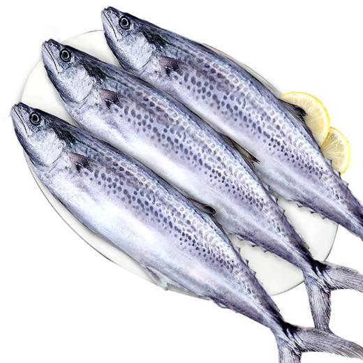 【北海湾鲅鱼】现捕现捞 个大新鲜 精致美味 商品图3