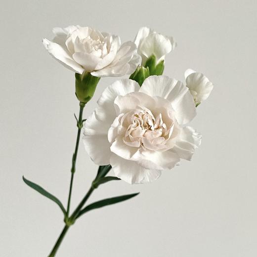 粉茉莉 多丁康乃馨丨18+2防损 商品图1