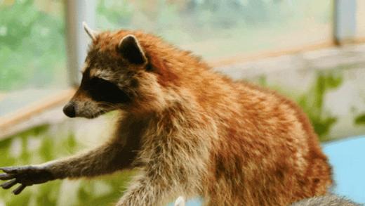 提前2小时购买【黄龙溪欢乐田园】75元起特惠票，100+游乐项目无限畅玩，30+萌宠0距离互动！全家畅玩，就在黄龙溪欢乐田园 商品图5