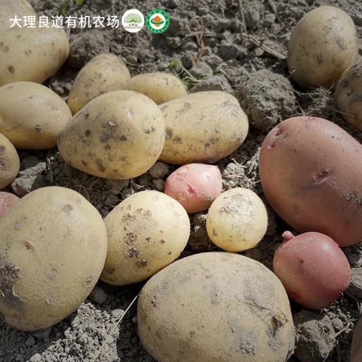 良道有机土豆有机黄皮黄心土豆、有机红皮黄心土豆、有机红皮彩心土豆 、有机紫皮紫心土豆  黑土地有机种植当季新鲜蔬菜5斤装【顺丰快递】 商品图1