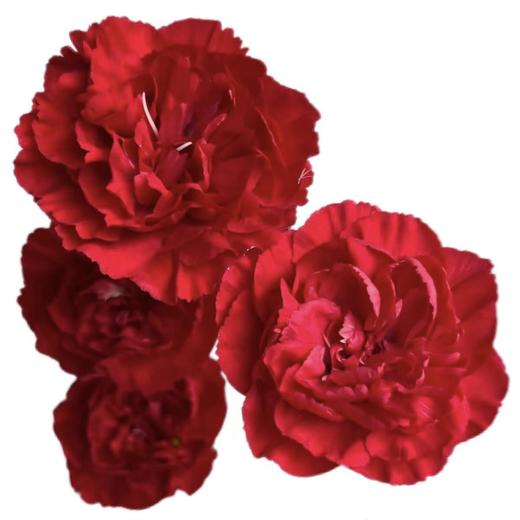 正东红 多丁康乃馨丨18+2防损 商品图0