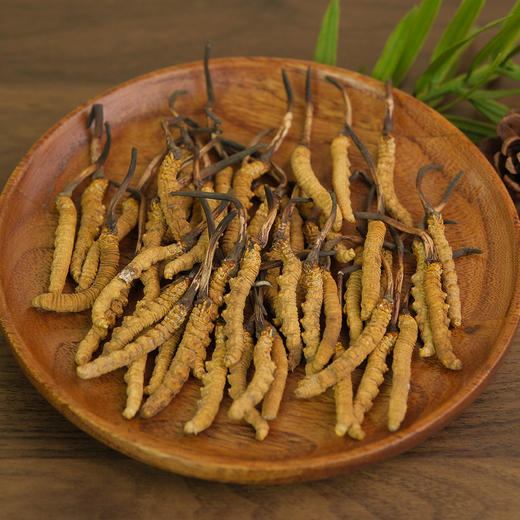 万物本草甄选 纯野生鲜晒高原冬虫夏草 自然晾晒不熏硫 纯野生冬虫夏草 商品图5