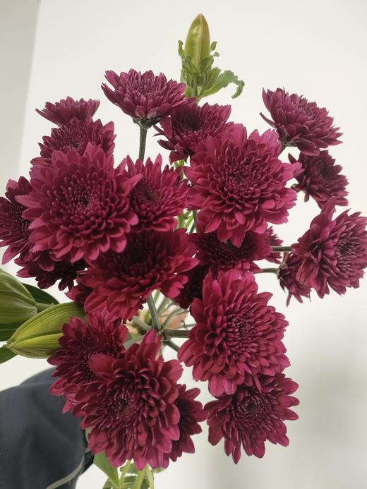 【布鲁诺小雏菊双拼】布鲁诺黄小菊5支+布鲁诺红小菊5支/份 商品图2