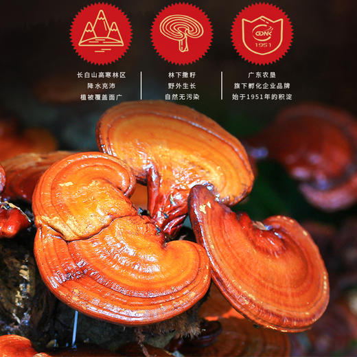 25年灵味小仙如意芝宝1098型-芝心好礼【LXGWDX4.0】 商品图4