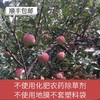 幸子果园晚熟红富士苹果 自然农法种植10年当季新鲜采摘水果净果约8.5斤【顺丰包邮】 商品缩略图1