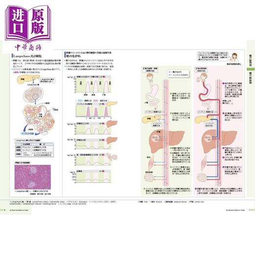 【中商原版】发现病症 vol.3 糖尿病・代谢・内分泌 日本医学专业留学必备书系列 日文原版日韩 病気がみえる vol.3 商品图2