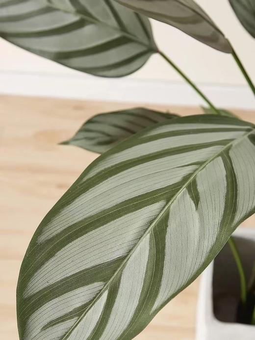 孔雀竹芋丨叶材 商品图1