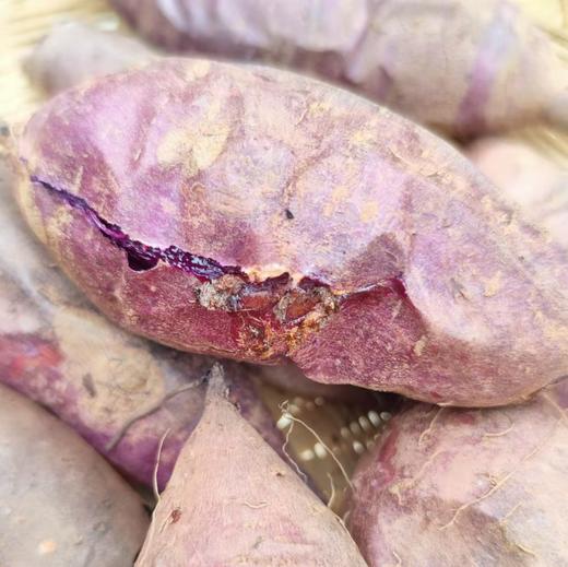 憨豆紫薯蜜薯  生态种植当季新鲜红薯蔬菜 商品图1