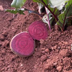 云南梓盟有机甜菜根 有机六无标准应季蔬菜组合【顺丰快递】