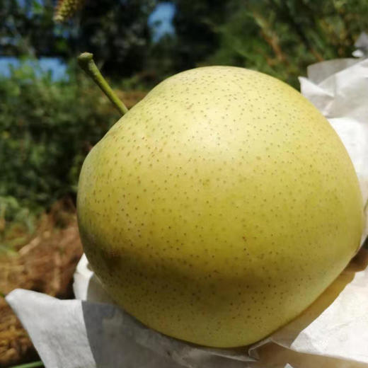 赵县黄冠梨  8年自然农耕种植水果5斤装【顺丰快递】 商品图1