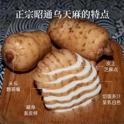 新鲜天麻云南昭通非干货深山野外生长可泡酒煲汤送礼顺丰包邮 商品图4