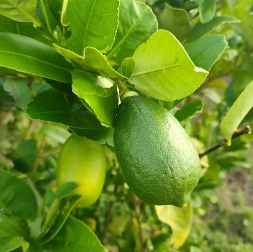 谷风有机香水柠檬  云南红河有机种植当季新鲜采摘水果3斤/5斤装 商品图0