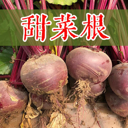 徐州甜菜根 现挖发货当季新鲜多汁蔬菜大小可选 约5斤装 商品图0