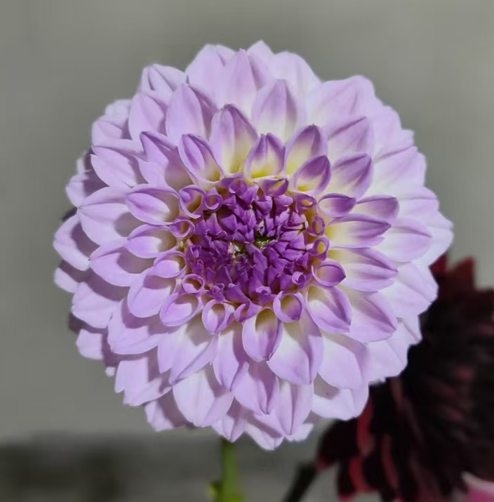 配花 | 大丽花法国酒吧