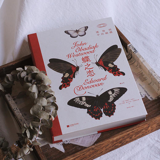 【复古艺术馆14】蝶之恋：博物画中的蝴蝶 商品图1