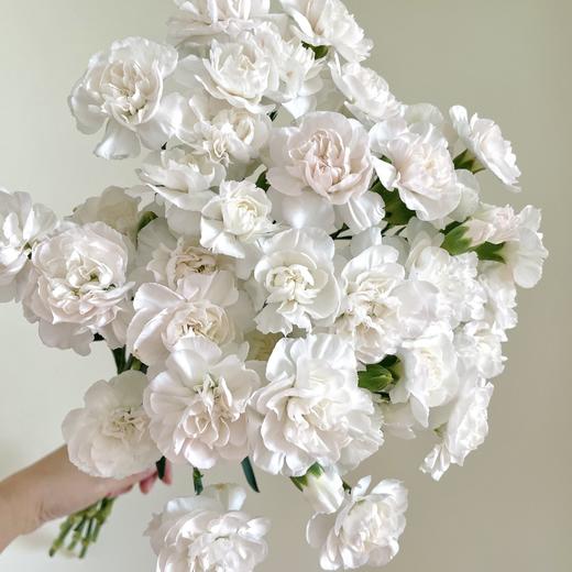 粉茉莉 多丁康乃馨丨18+2防损 商品图2