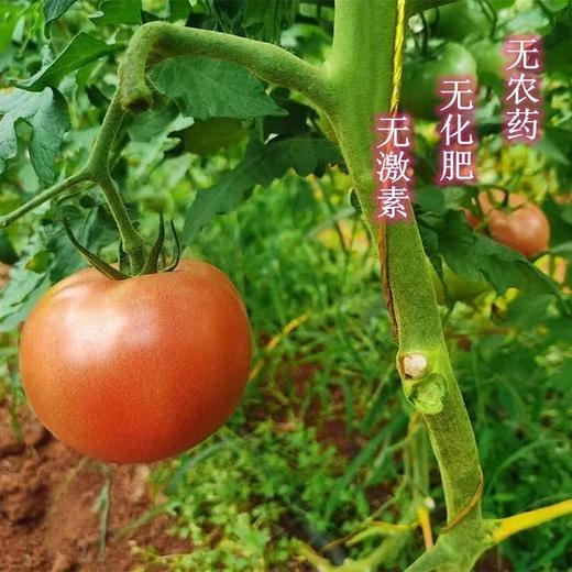 云南梓盟有机甜菜根 有机六无标准应季蔬菜组合【顺丰/京东快递】 商品图4