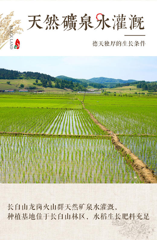 火山岩有机生态大米 火山岩种植矿泉水灌溉 9月当月新米 0农残0重金属0黄曲霉菌 高钙高omega 商品图10
