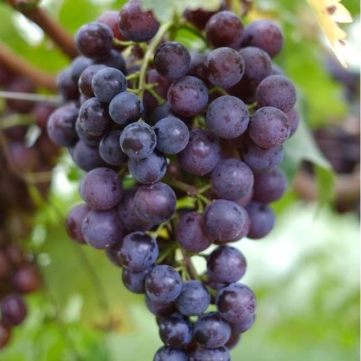 佳和美有机葡萄有机香印葡萄   有机种植新鲜采摘水果【京东快递】 商品图1