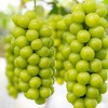 【阳光玫瑰】京东发货比普通葡萄贵一点但是真的好吃太多~每一颗都水润饱满肉质细腻、Q弹多汁说中很好吃的青提‼ 商品缩略图3