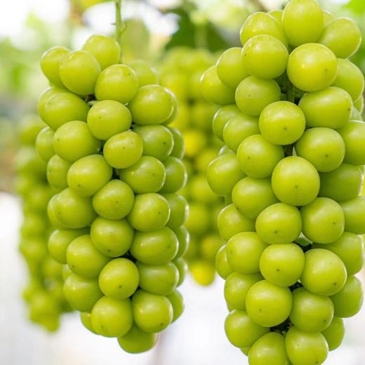 【阳光玫瑰】京东发货比普通葡萄贵一点但是真的好吃太多~每一颗都水润饱满肉质细腻、Q弹多汁说中很好吃的青提‼ 商品图3