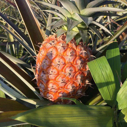 版纳凤梨  生态种植当季新鲜采摘水果 5斤装【现摘现发不接急单】 商品图0